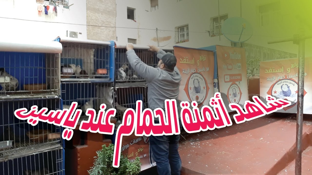 شاهد أثمنة الحمام عند ياسين