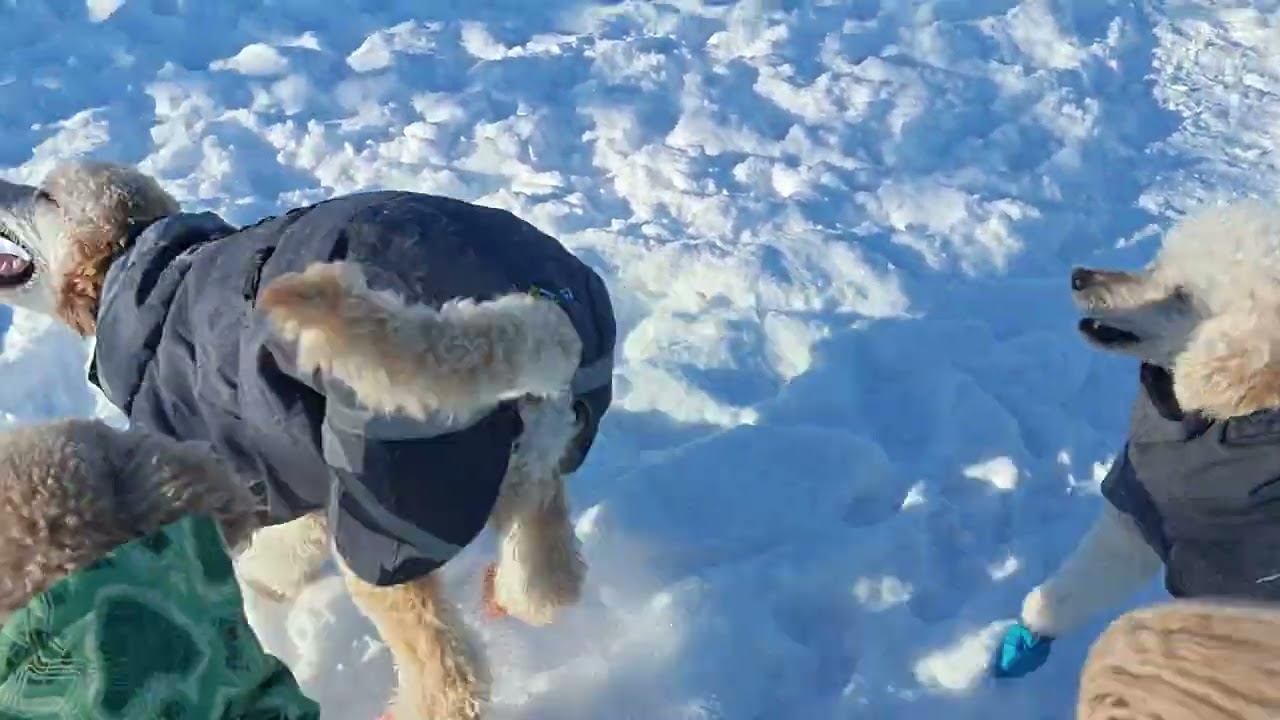 Valentine's day poodle play