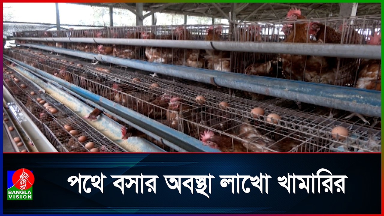 পোল্ট্রি শিল্পের মাফিয়া চক্রের যাতাকলে পিষ্ট প্রান্তিক খামারিরা