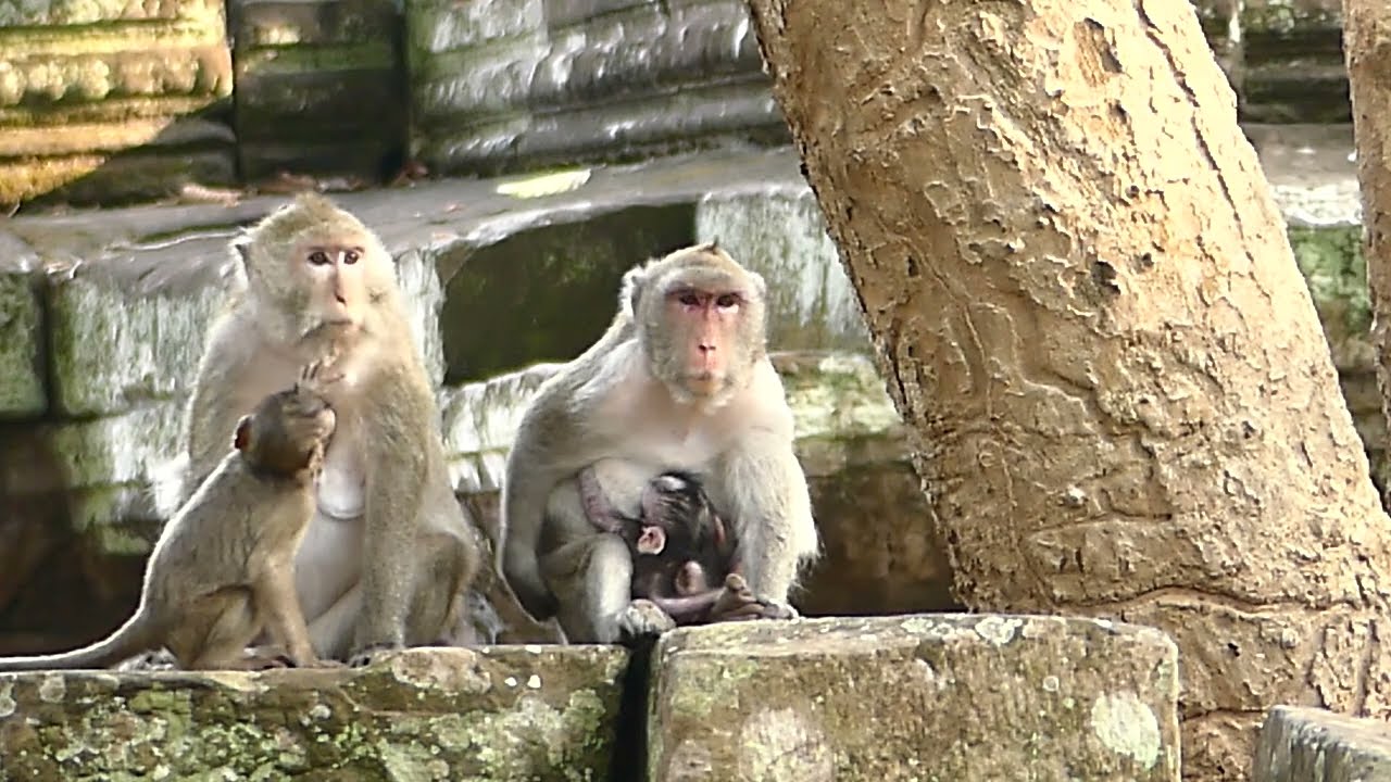 So sweet & adorable of families Jane, Blacky and  Gladis monkey