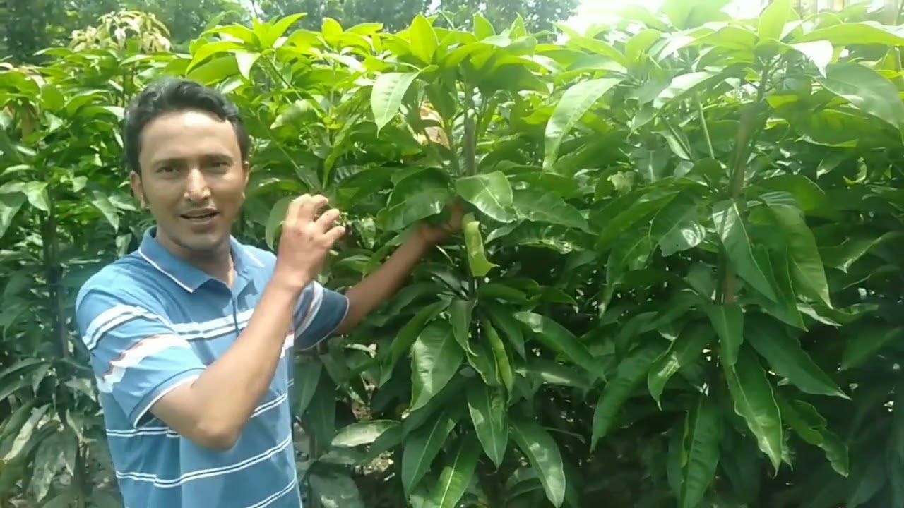 অল্প মূল্যে সেরা আমের চারা।