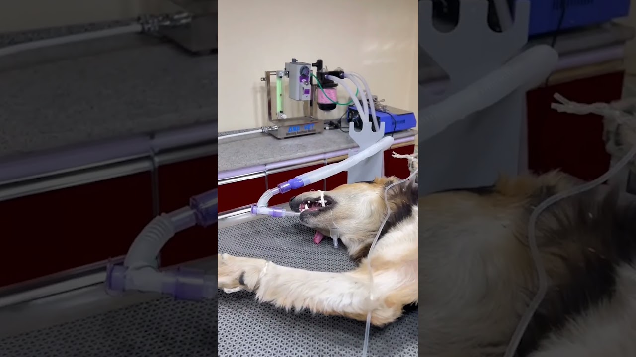 Todo listo para una cirug&iacute;a en este quir&oacute;fano veterinario