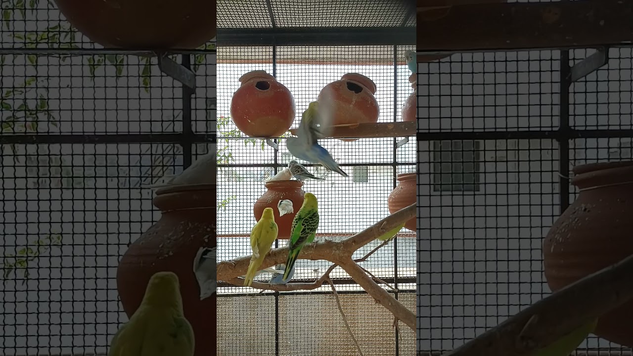My Black wing pair. #budgies  #aviary #parakeet #parrot #birds #black #blackwing