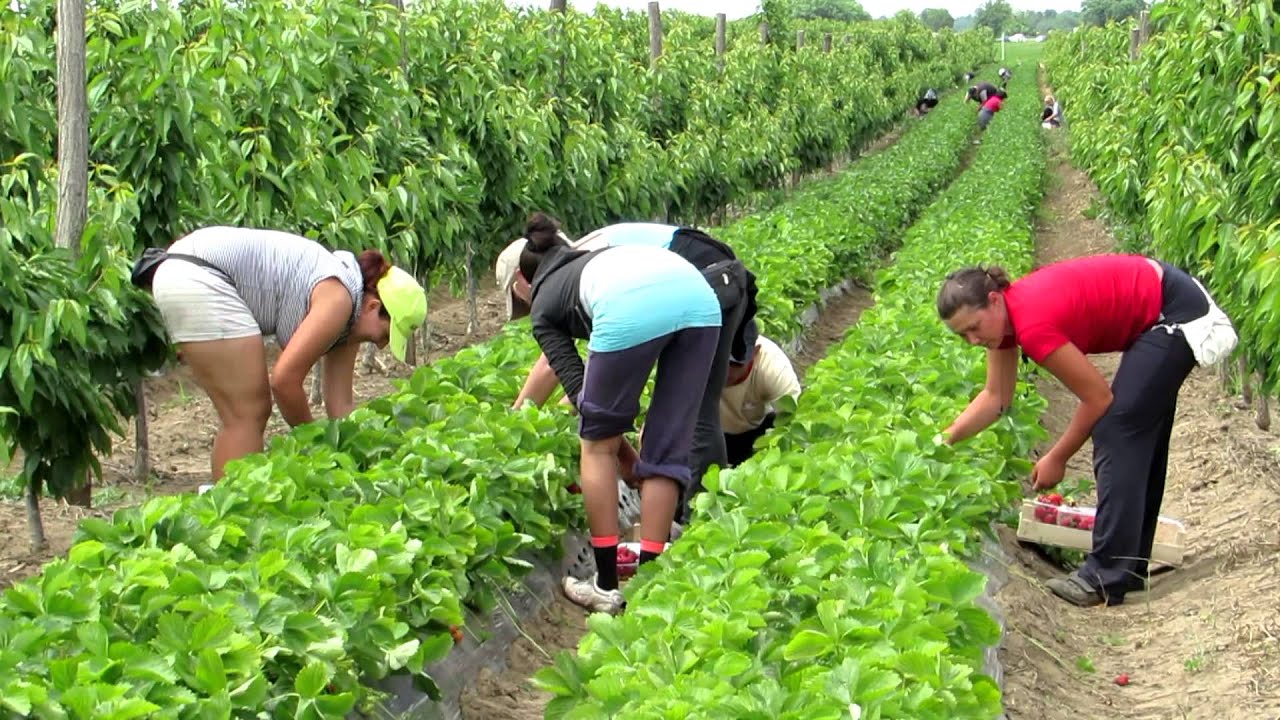 Strawberry picking season  2013 in Kisac.