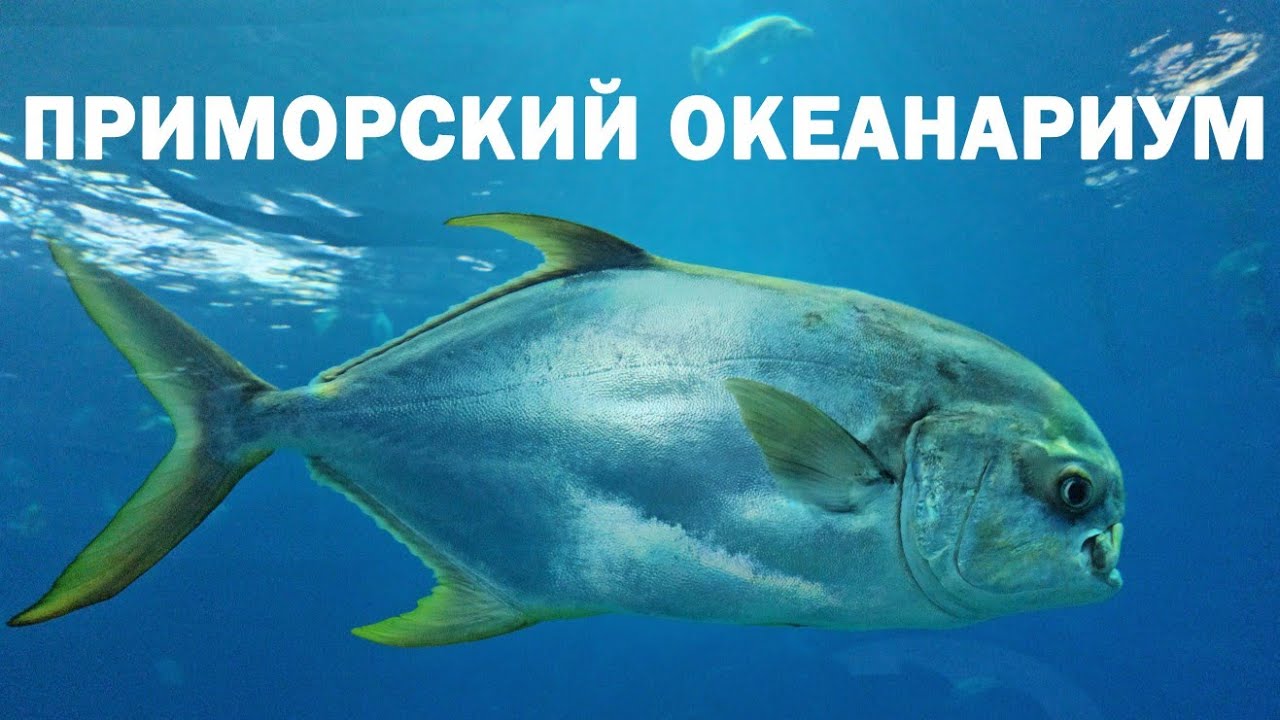 Путешествия по России - Владивосток. Приморский океанариум. #35/1 #владивосток #океанариум  