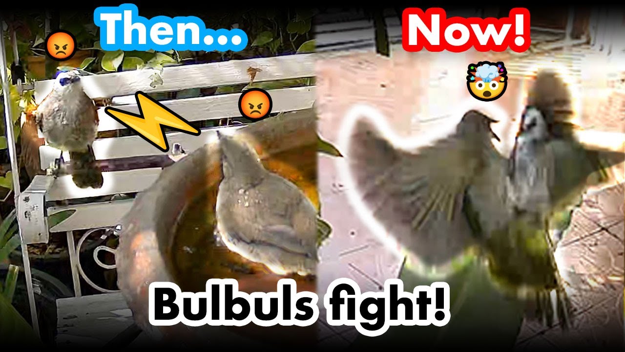 Streak-eared bulbul VS Yellow-vented bulbul bird bath and fight…😡