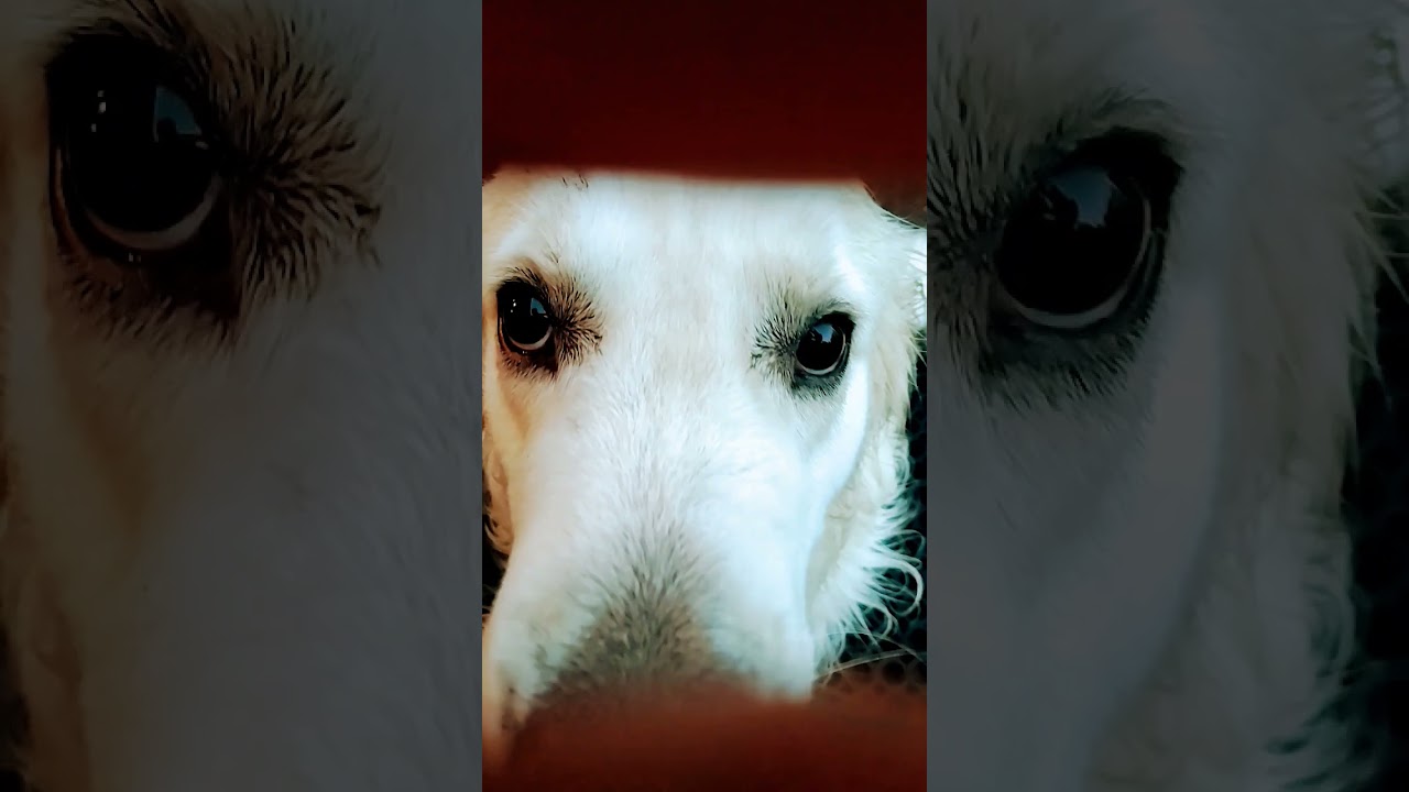 LENNII