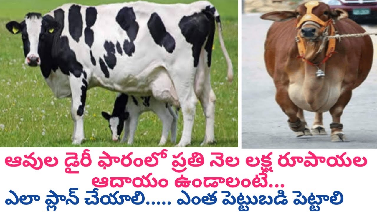 How to Plan to Earn One lakh per Month in Cow Farming Telugu | Dr. Madankumar Vet