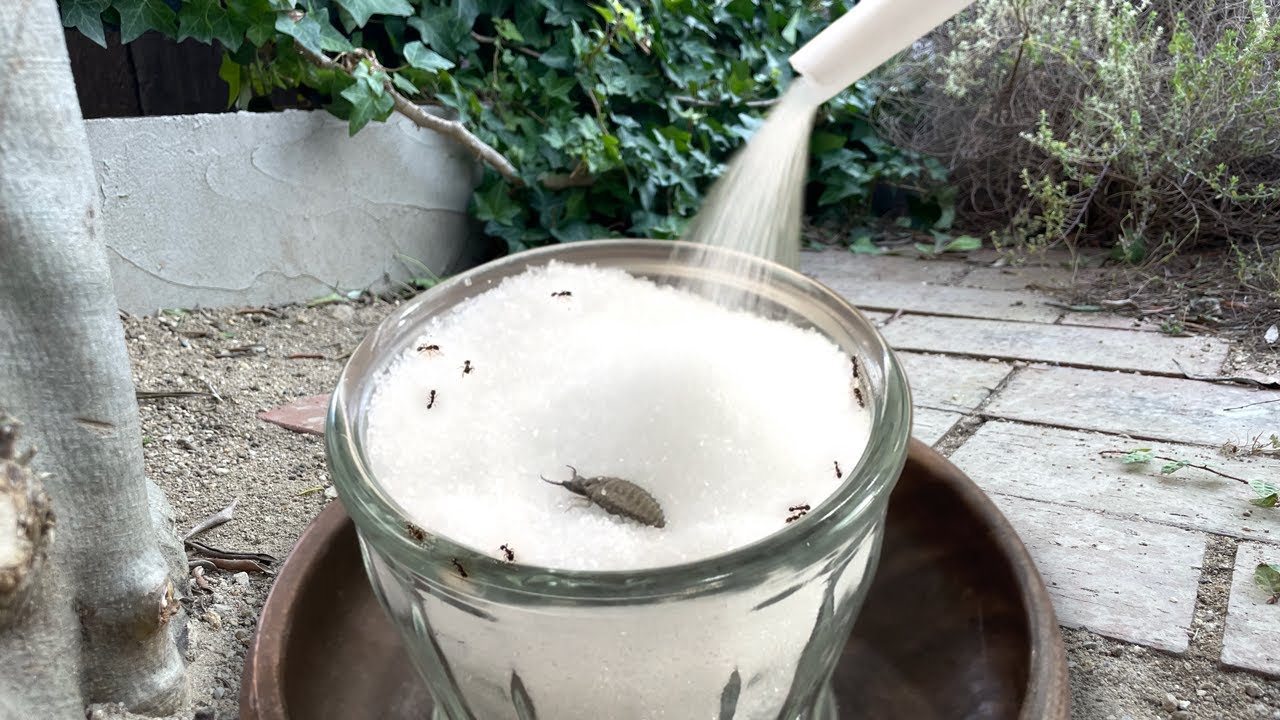 アリジゴクに砂糖で巣を作らすと