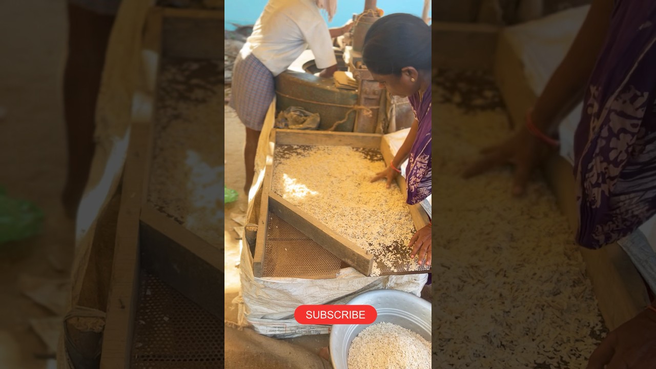 Poha Making Process | Atukulu making | Flattened Rice Making Process #poha #ytshorts #atukulu #viral