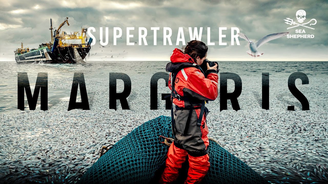 Super Trawler Caught Dumping Tons of Dead Fish