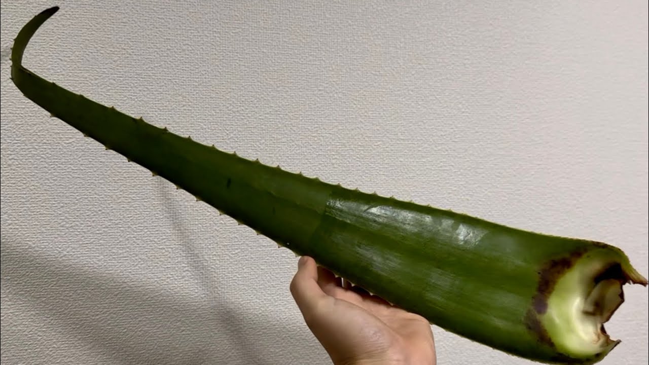 アロエを刺身で食べたら、味が…