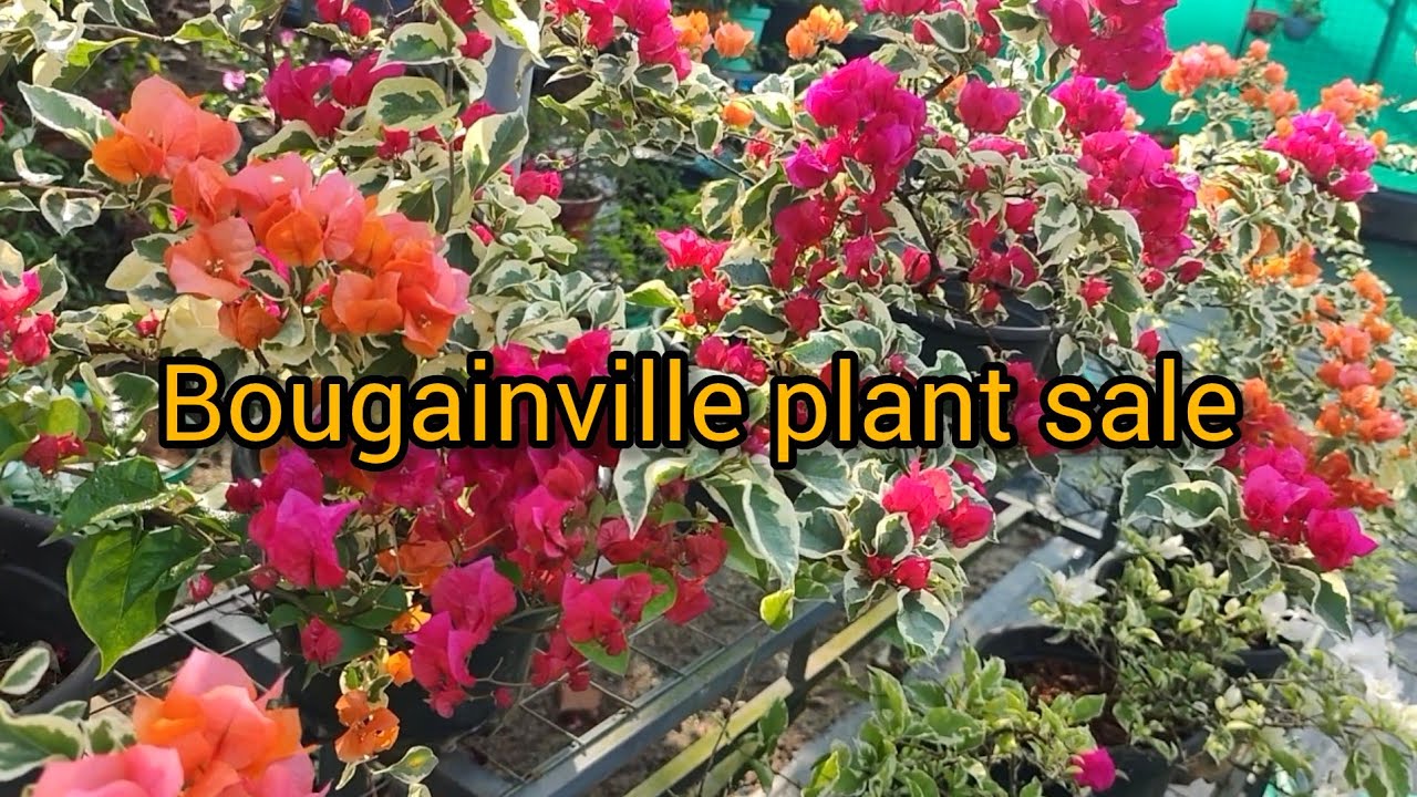 Bougainville plant sale