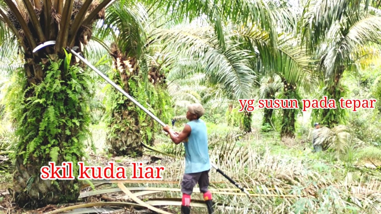 pruning sawit petani pelepah keras tak libas palm oil