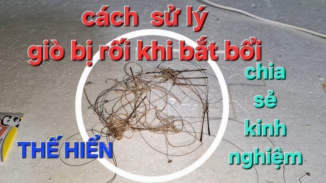 giò bẫy cu gáy/ cách sử lý giò rối an toàn hiệu quả. THẾ HIỂN cà mau 14/12