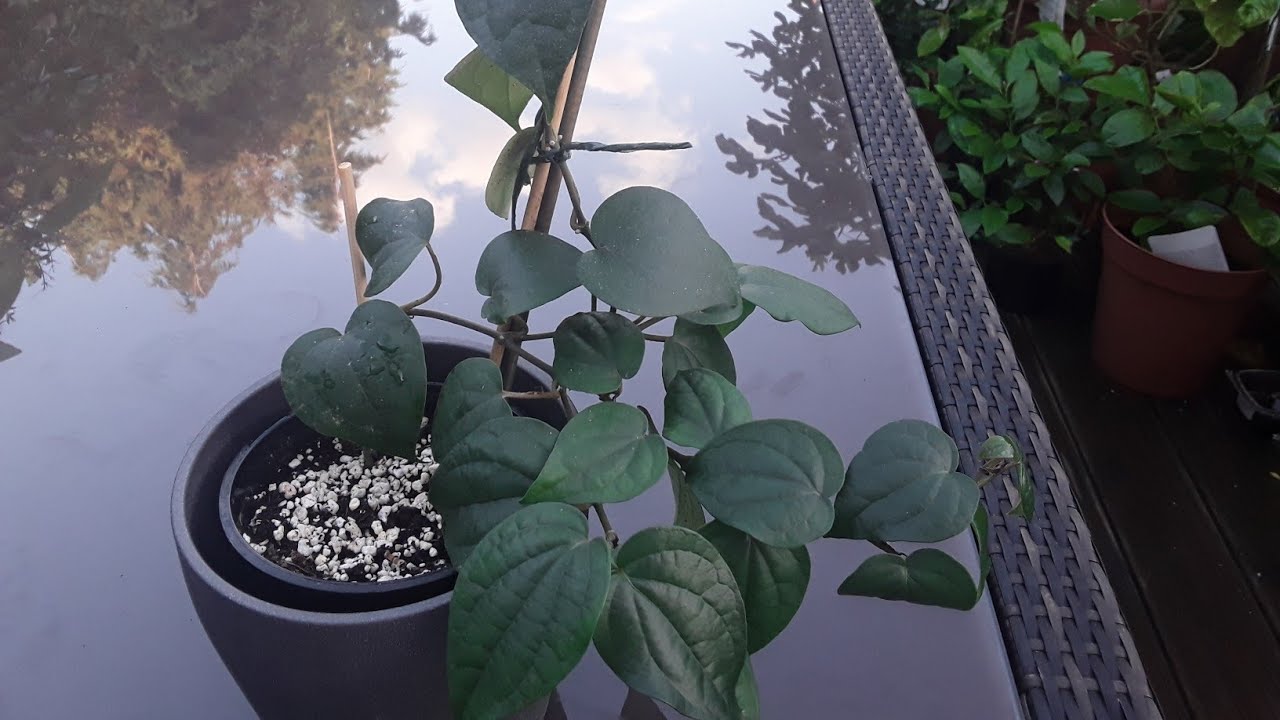 Piper Nigrum  ( Black peppercorn ) Autumn update.