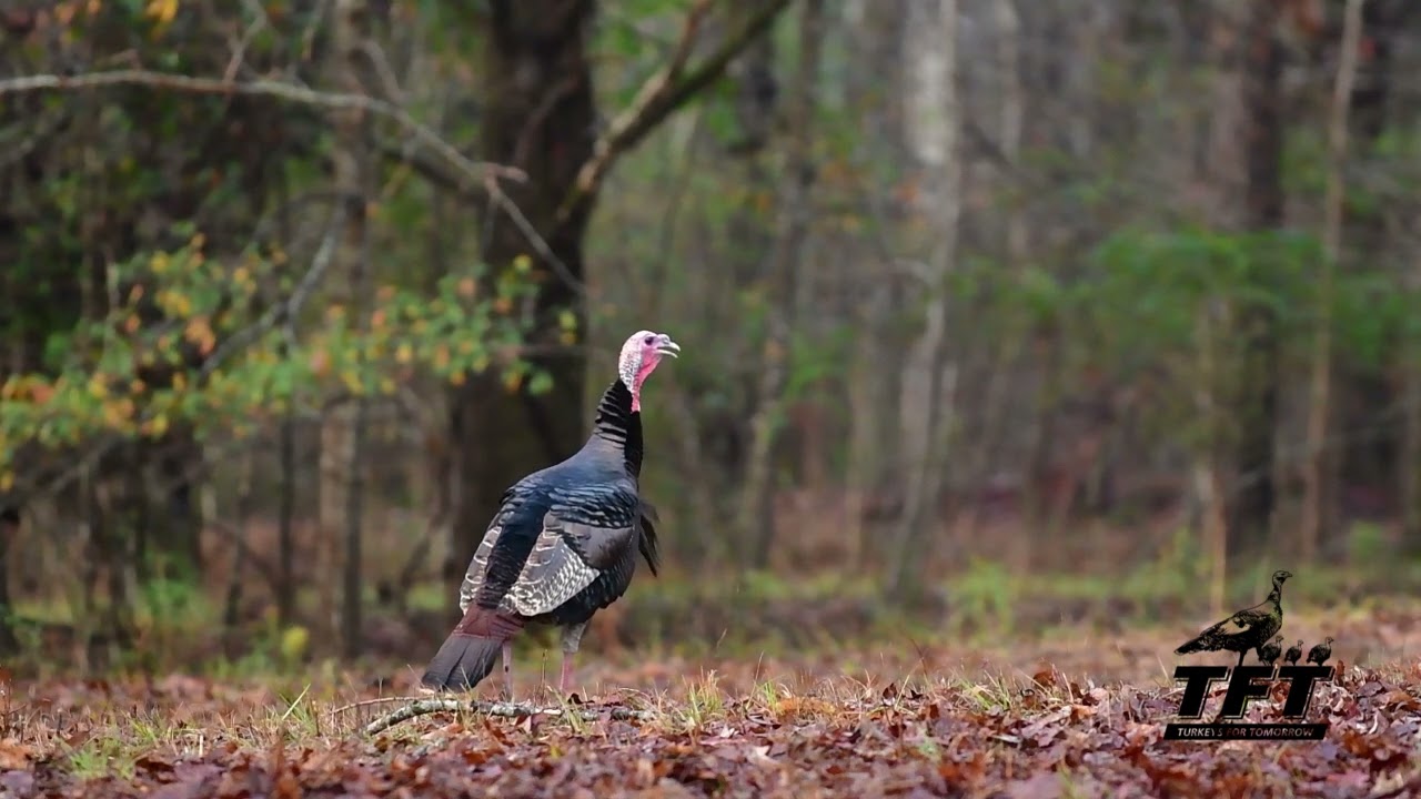 Gobbler yelping on a cold morning.