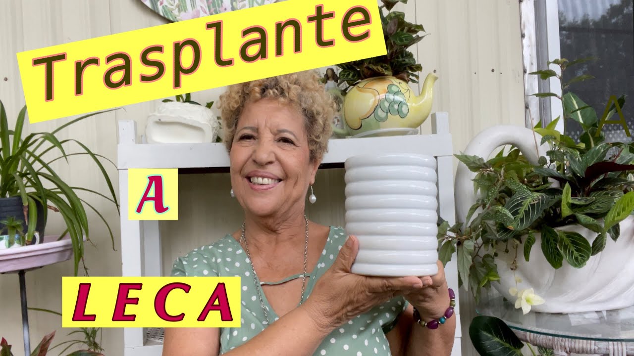 Trasplante sustrato a LECA/Plantas en agua.