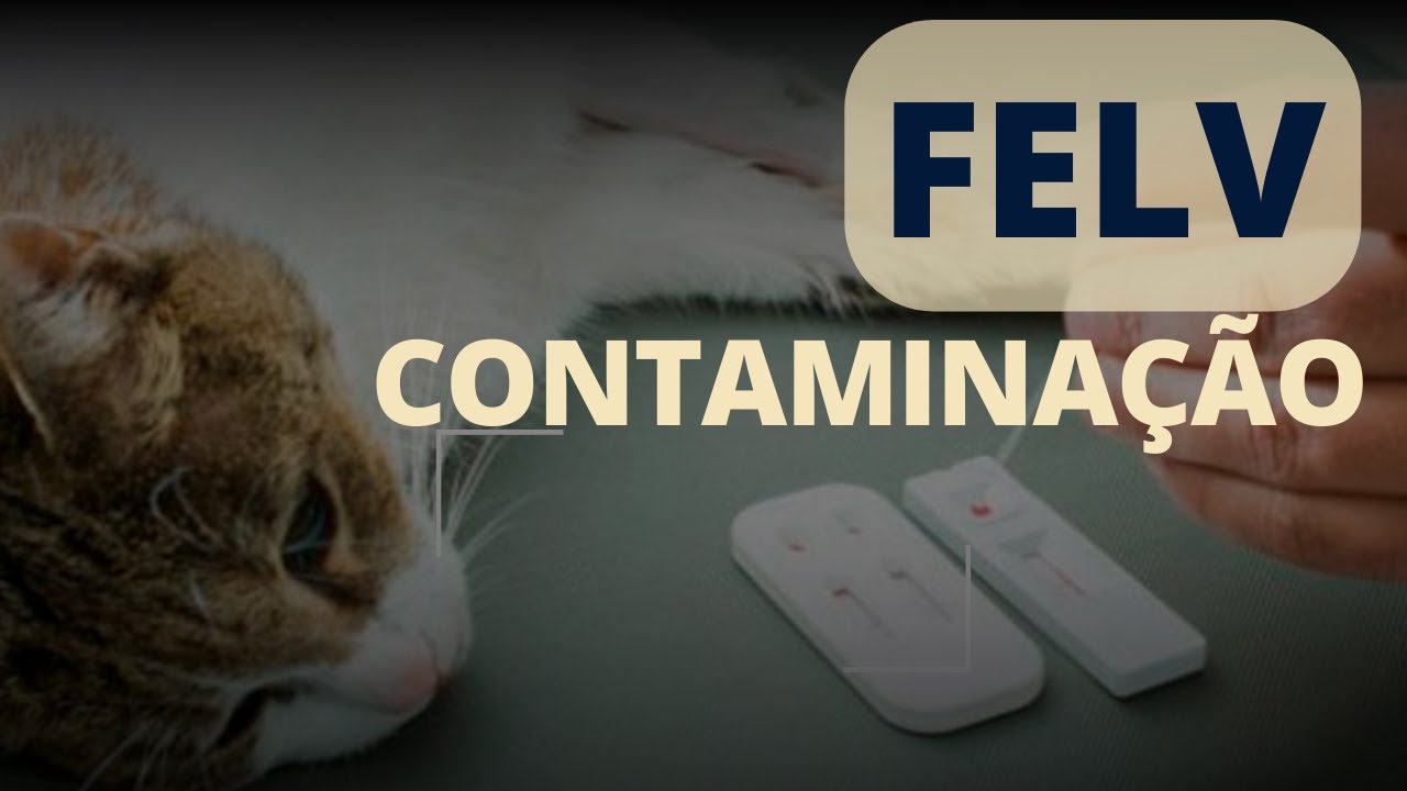 Felv | Contaminação | Dra Paty Bastos