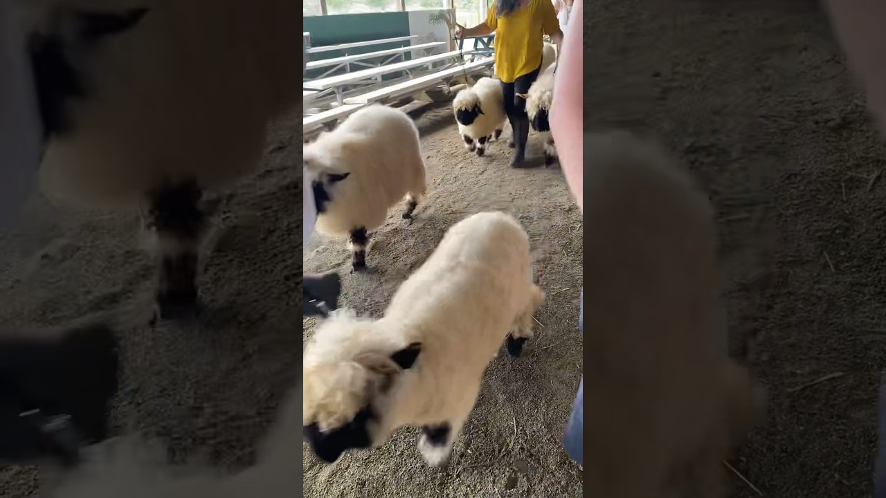 Sheep parade! 