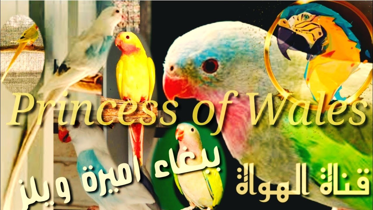 ببغاء اميرة ويلز  #قناة_الهواة                                 Princess of Wales