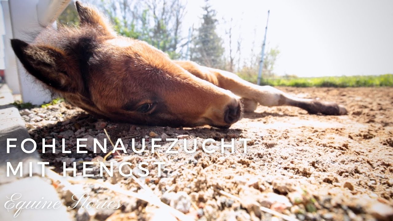 Fohlen mit Hengst aufziehen? I Wissen I #equinestories