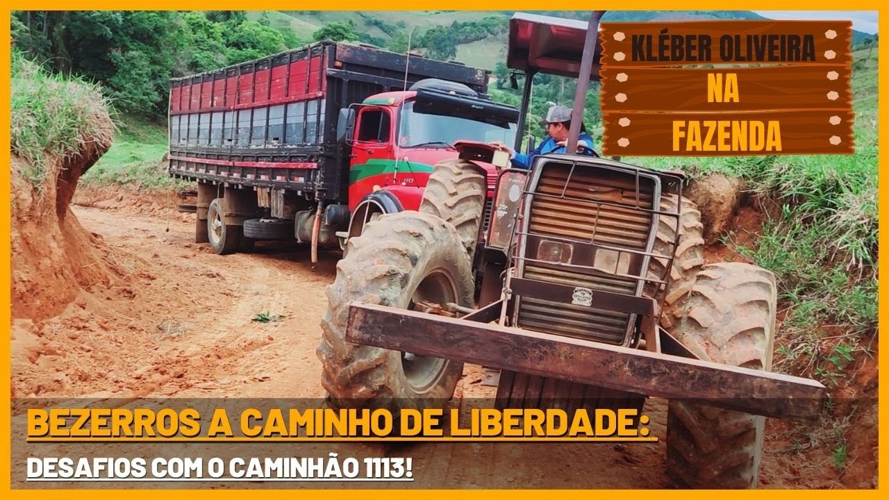 Bezerros a Caminho de Liberdade: Desafios com o Caminhão 1113!