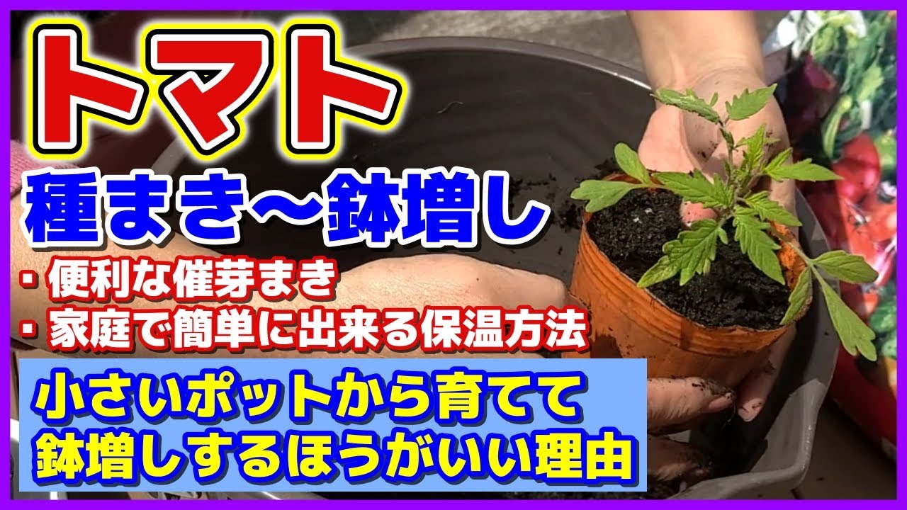 【完全ガイド】初めてでもわかるトマトの種まき～鉢増し／小さいポットから育てて鉢増しするほうがいい理由／便利な催芽まき／家庭で簡単に出来る保温方法／トマトの育て方／種から栽培のコツ／家庭菜園／初心者向け