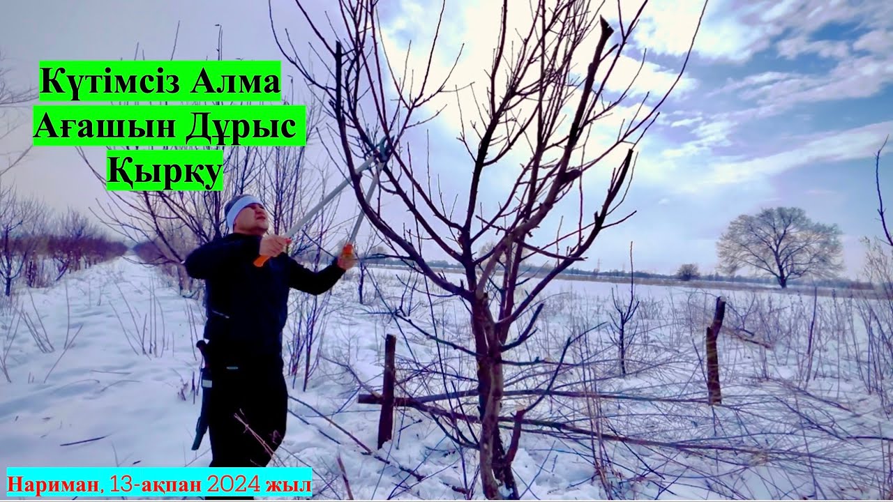 Күтімсіз Алма Ағашын Дұрыс Қырқу