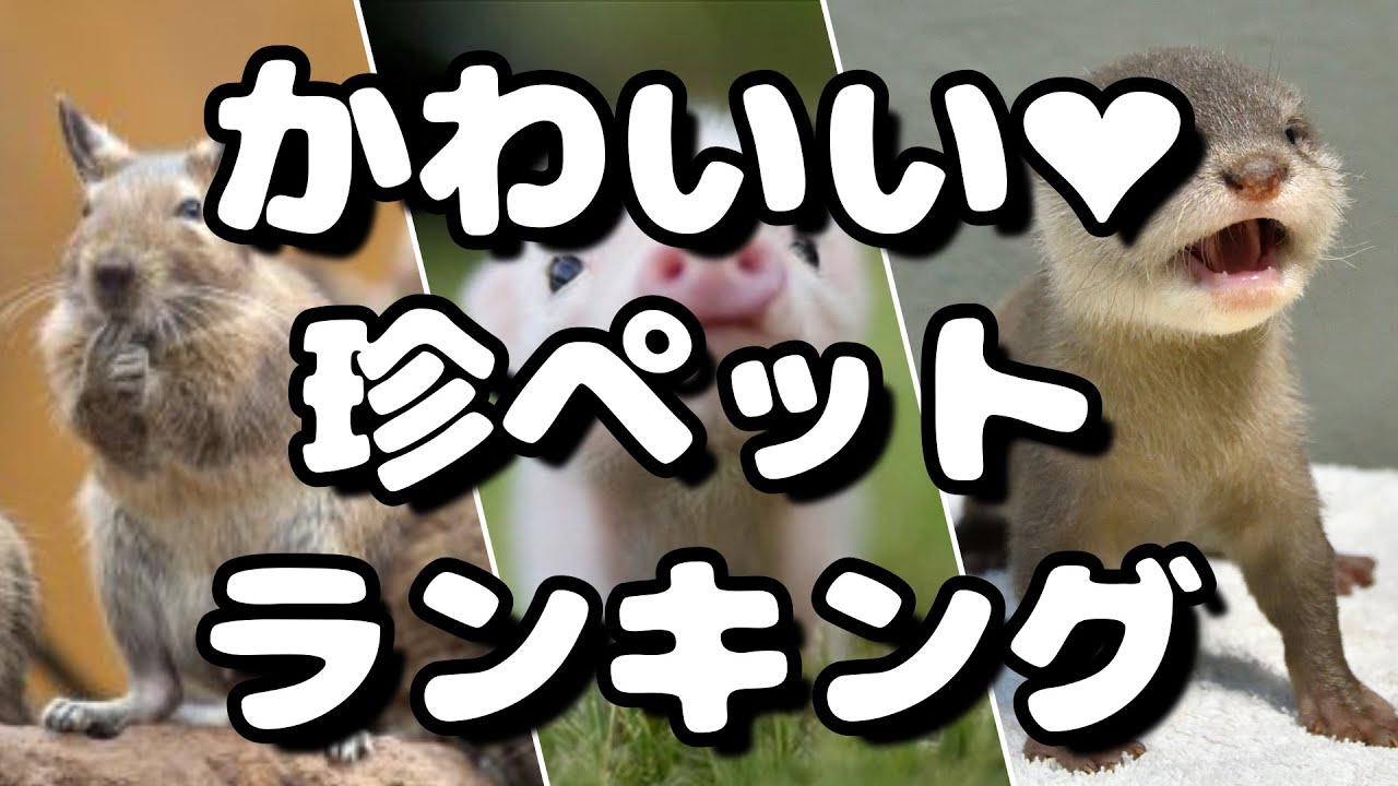 飼ってみたい！かわいい珍ペットランキング