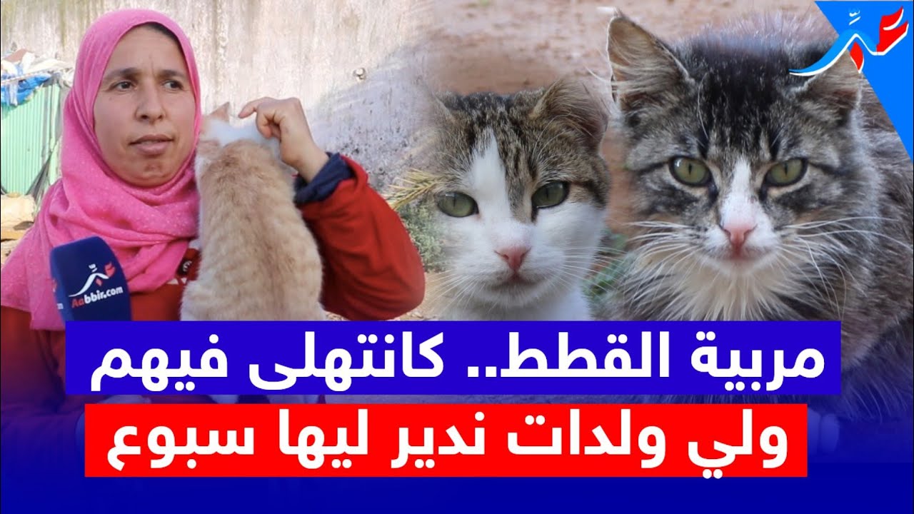 سيدة مهووسة بالقطط..مربية 300 قط (ة ) اوحافظة اسماءهم كاملين او ليولدات كدير ليها سبوع