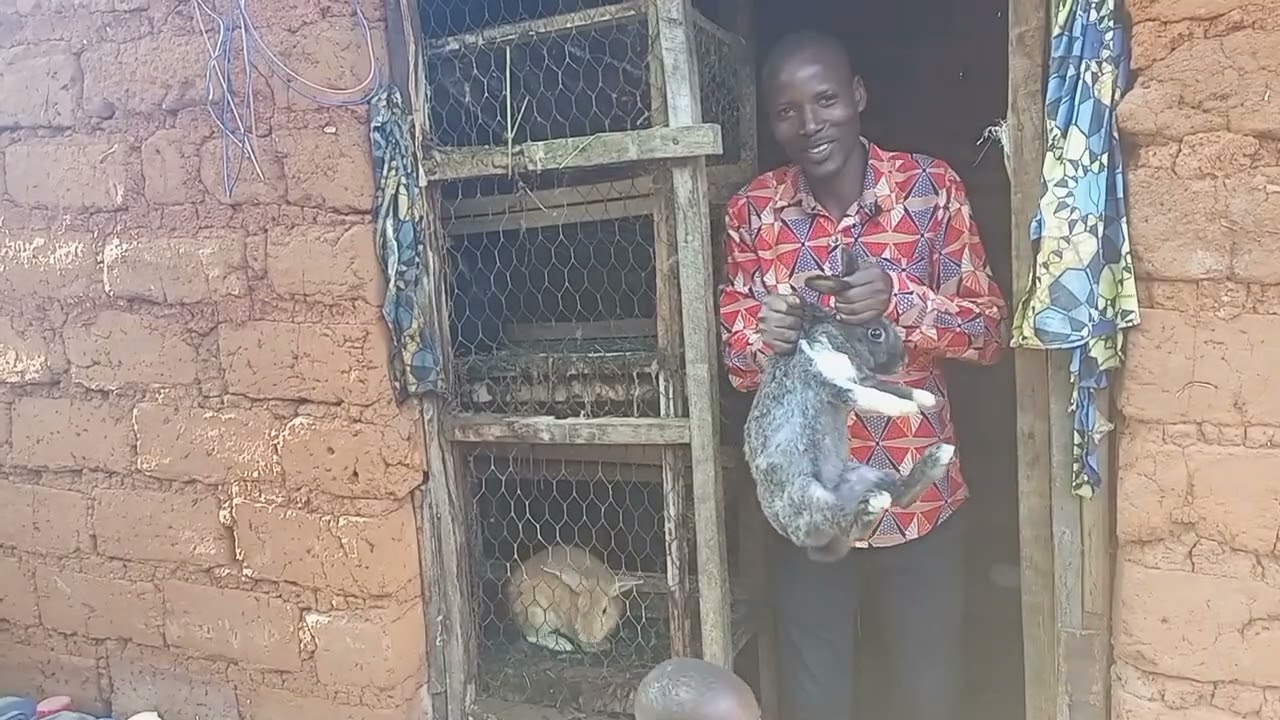 Amaganga y'inkwavu n'umuti ,n'Urukingo kungwara zivyaduka zifata ingurube.