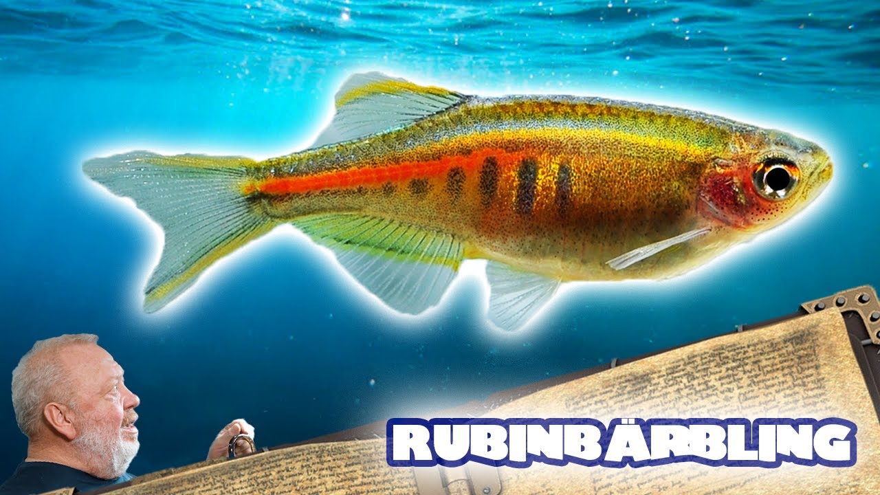DIAMANTEN und RUBINBÄRBLING  | FISCHENZYKLOPÄDIE | ZOO ZAJAC