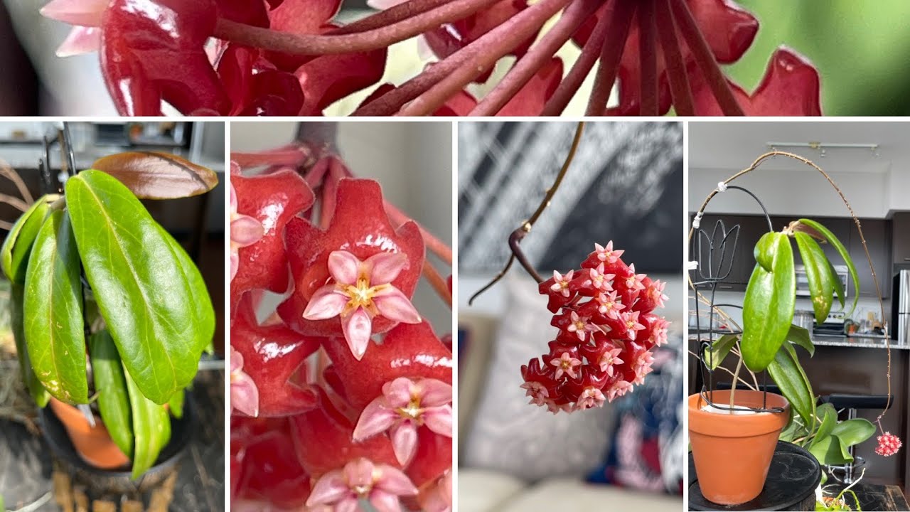 hoya ilagiorum - Wax plant Wednesday