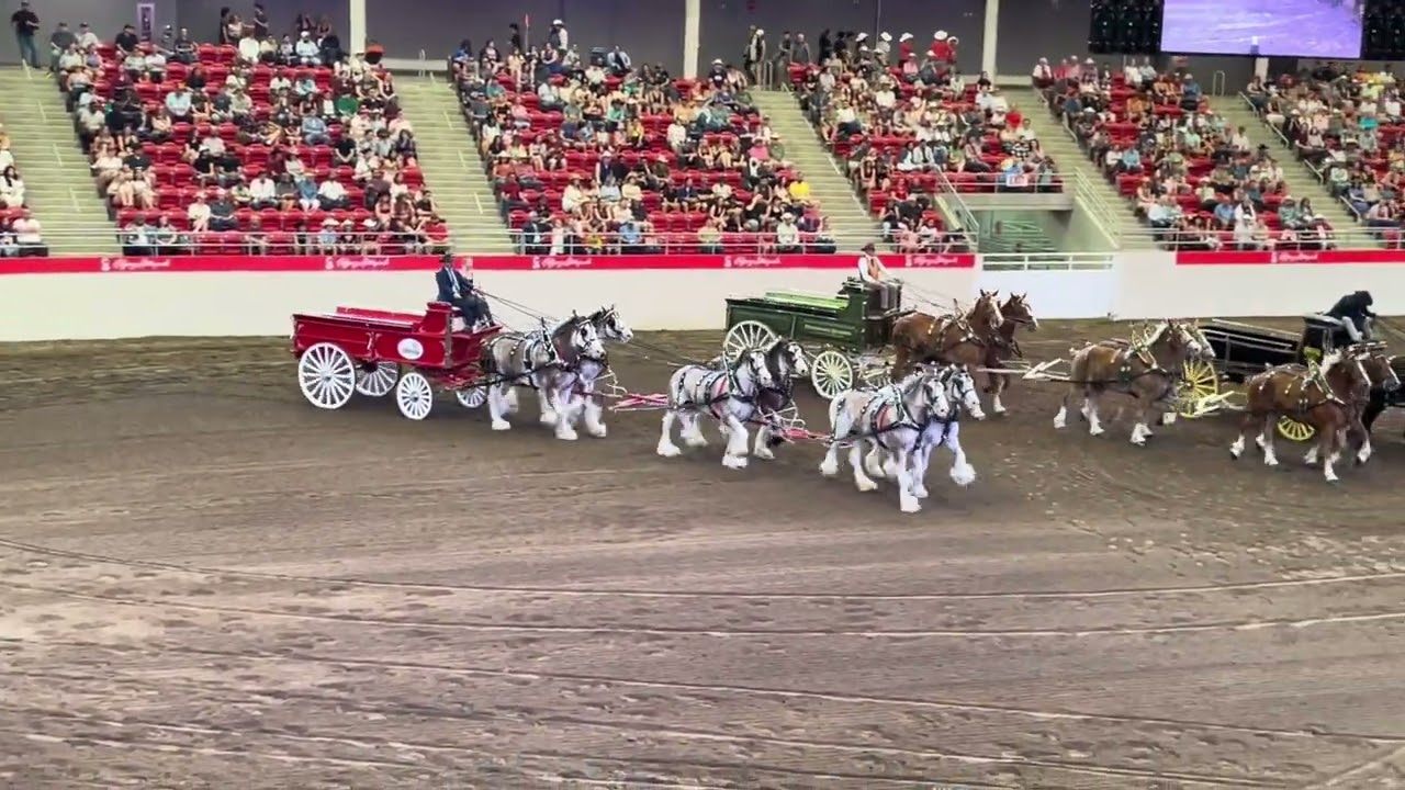 Six Horse Hitch at the Calgary Stampede- July 5, 2024