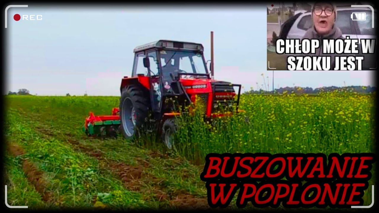 Talerzowanie gorczycy🚜 URSUS 912 & AGROMASZ✌️
