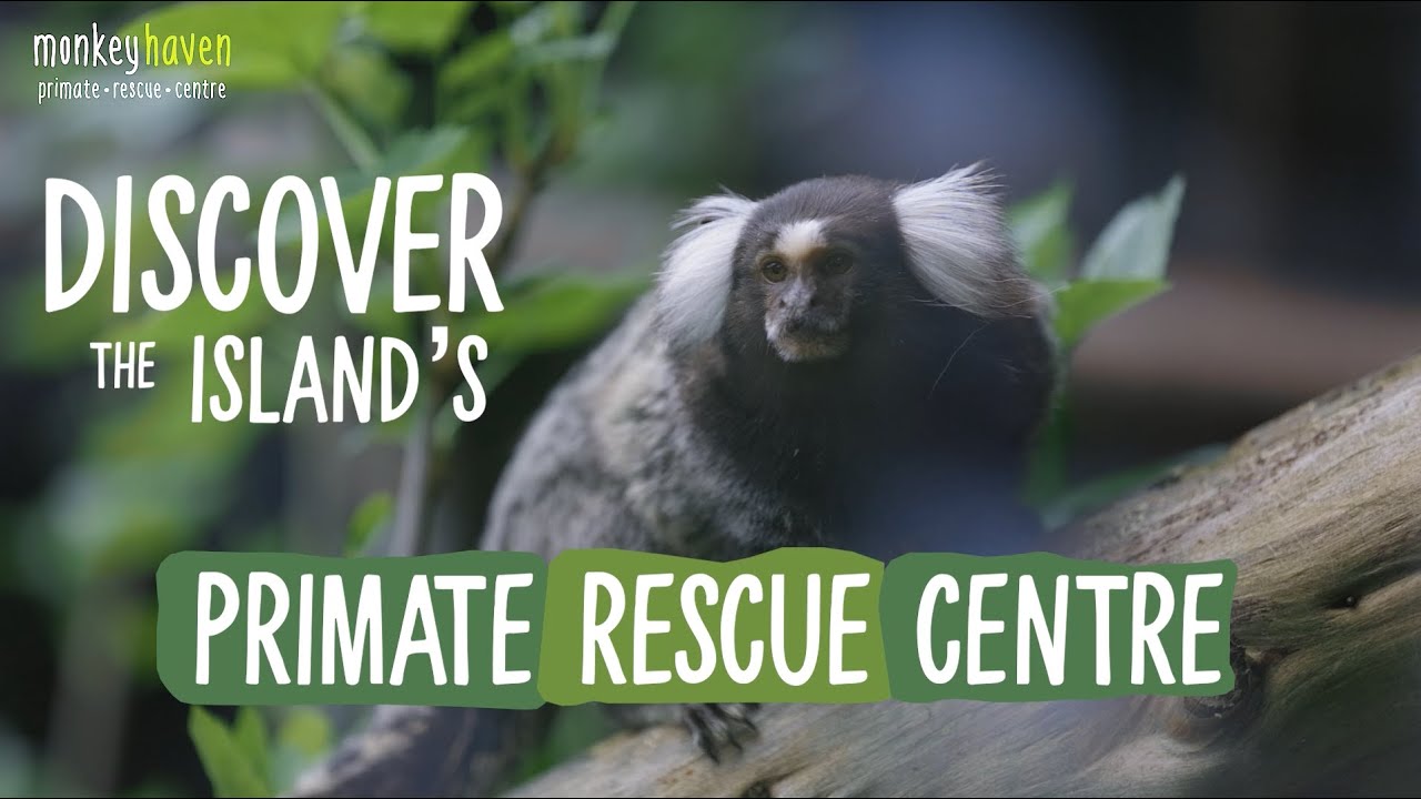 Monkey Haven | Primate Rescue Centre