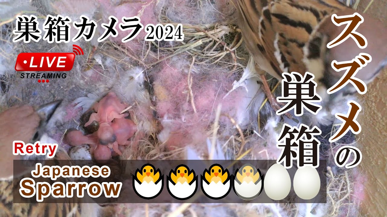 孵化3日目 🐣×3 🥚×3 スズメの巣箱 巣箱カメラ 野鳥 Sparrow Nest Box Live Camera 2024/06/23