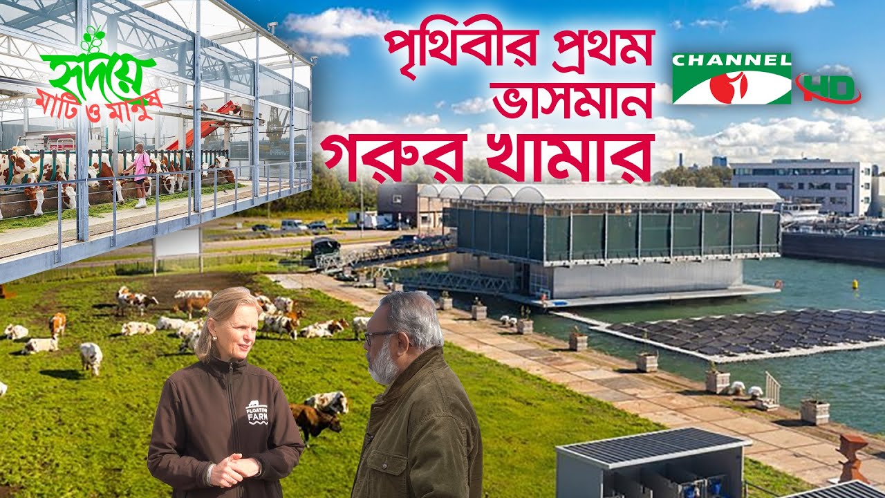 নেদারল্যান্ডসে পৃথিবীর প্রথম ভাসমান গরুর খামার | Shykh Seraj | Channel i |