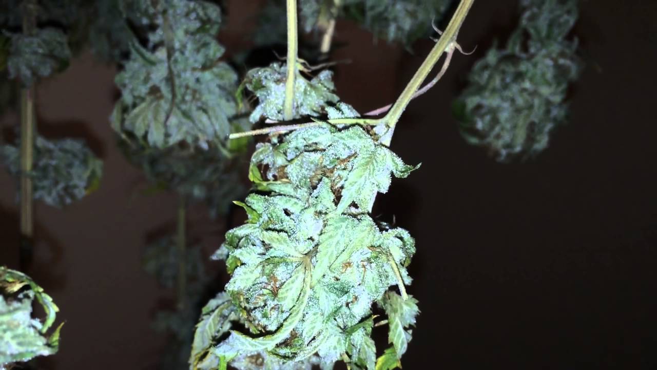 Grape OG & rascal OG clones