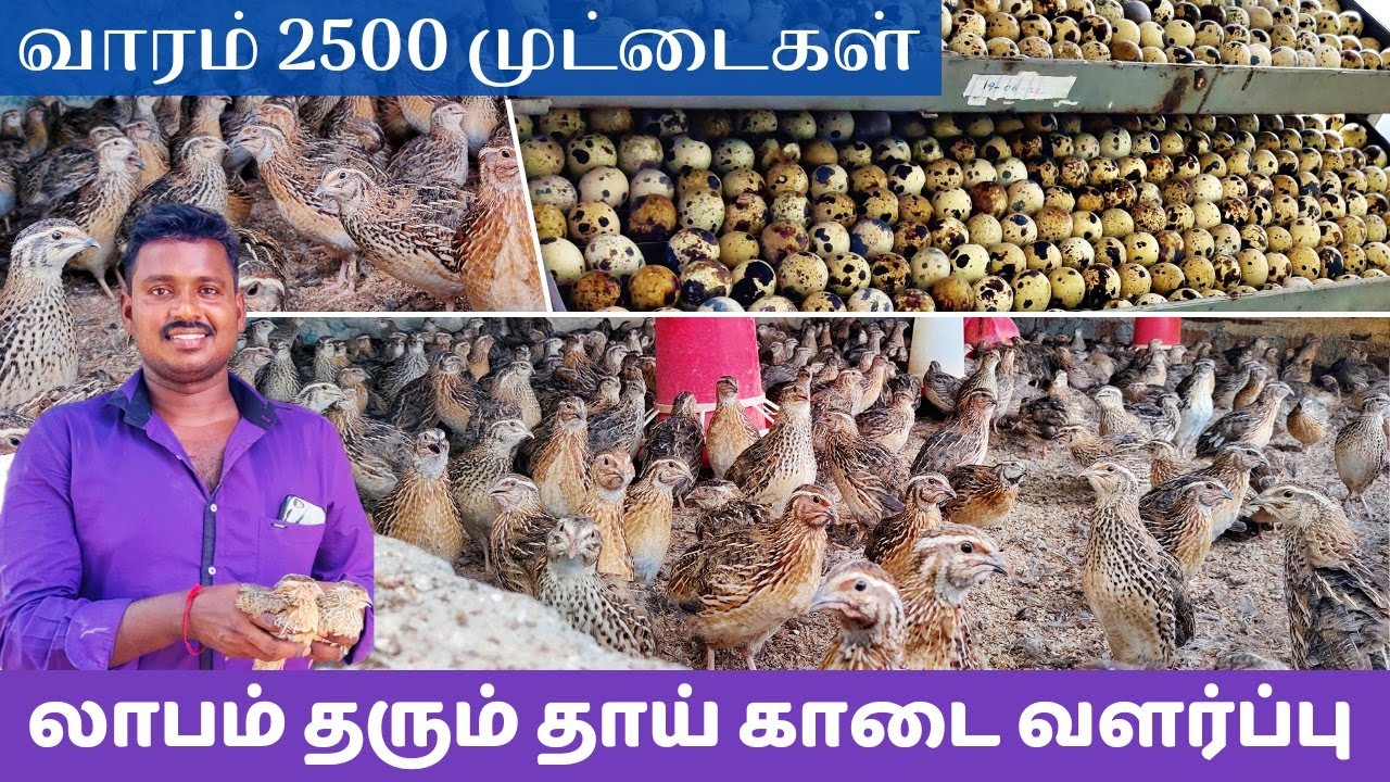 லாபம் தரும் காடை வளர்ப்பு | வாரம் 2500 காடை முட்டைகள், High profit quail farming business A-Z.
