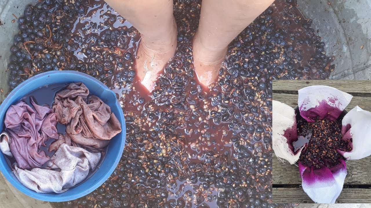 Fabric Dyeing With Grapes - Raw Vs Boiled Experiments
