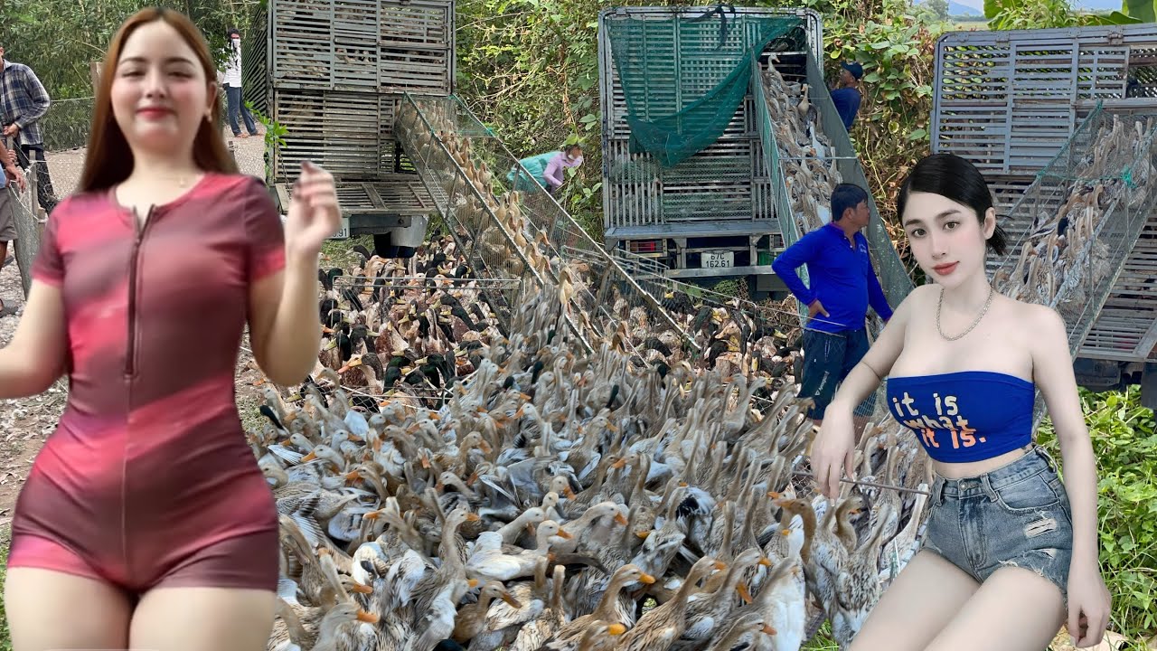 Full Video: Massive Duck Transport by Boats & Trucks &ndash; A Stunning Mekong Delta Farming Operation 🦆⛵🚛