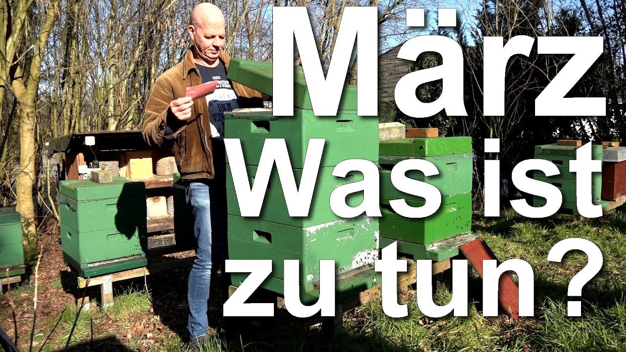 März: was bei den Bienen tun? Imker Arbeiten am Bienenstand - Dunkle Biene - Buckfast-Bienen