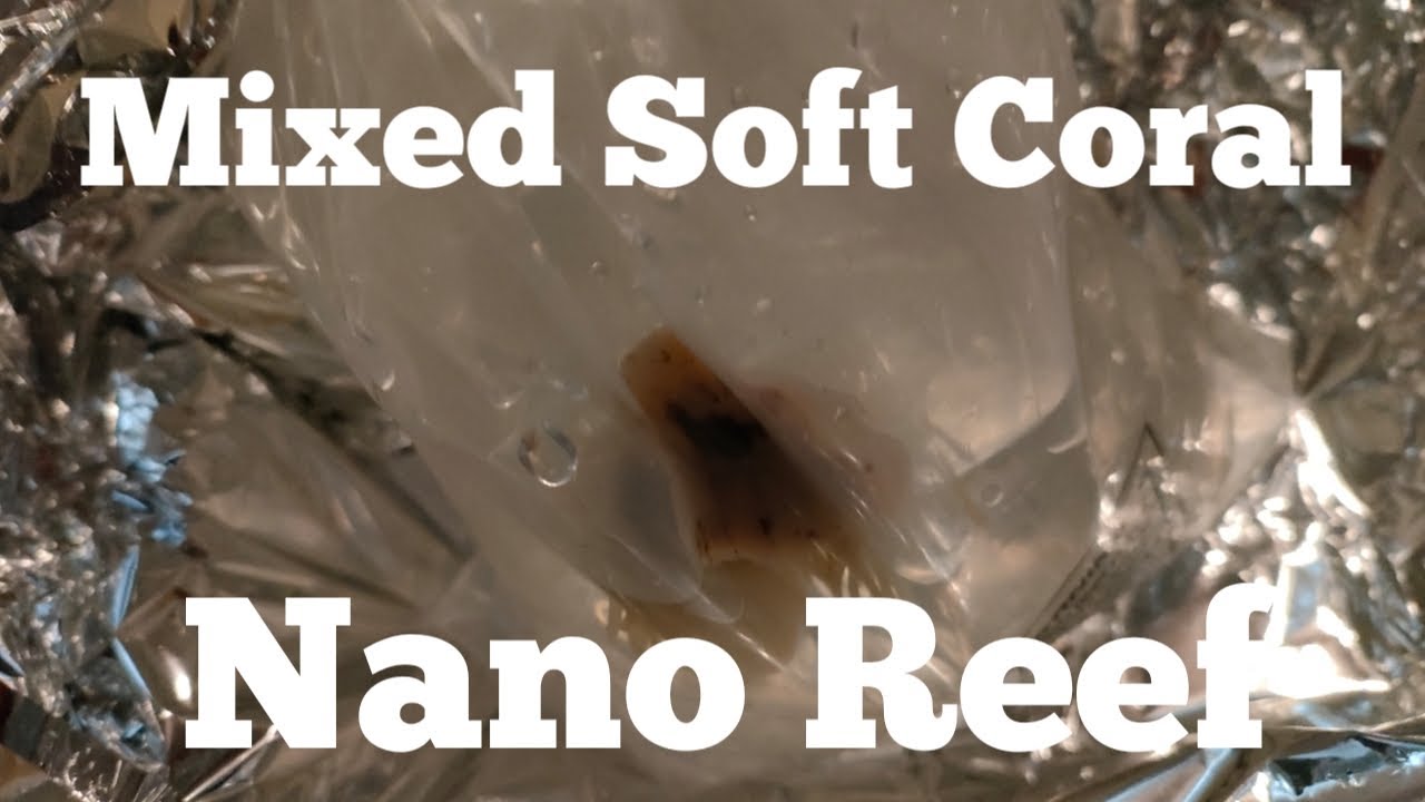 Fluval Evo 13.5 Nano Reef Tank! EP83 (обновление за сентябрь 2025 г.)
