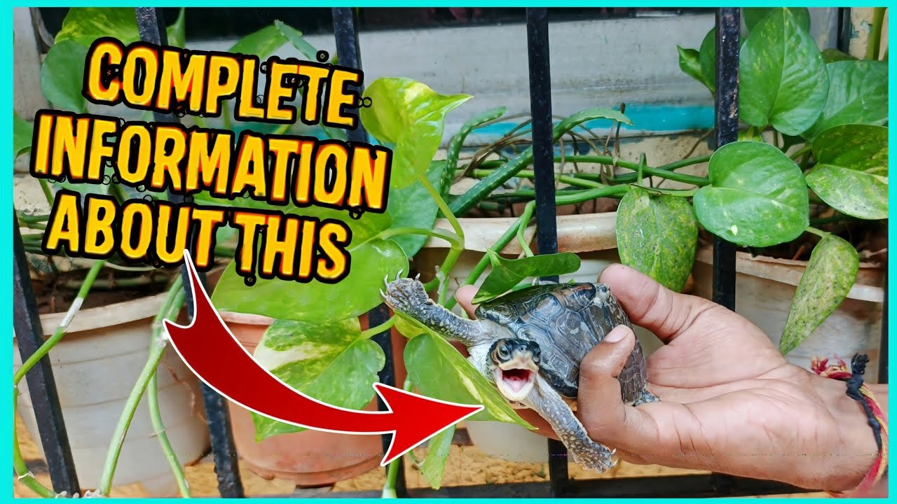 #Indian Roofed Turtle Complete Care Guide for (Beginners) part 1