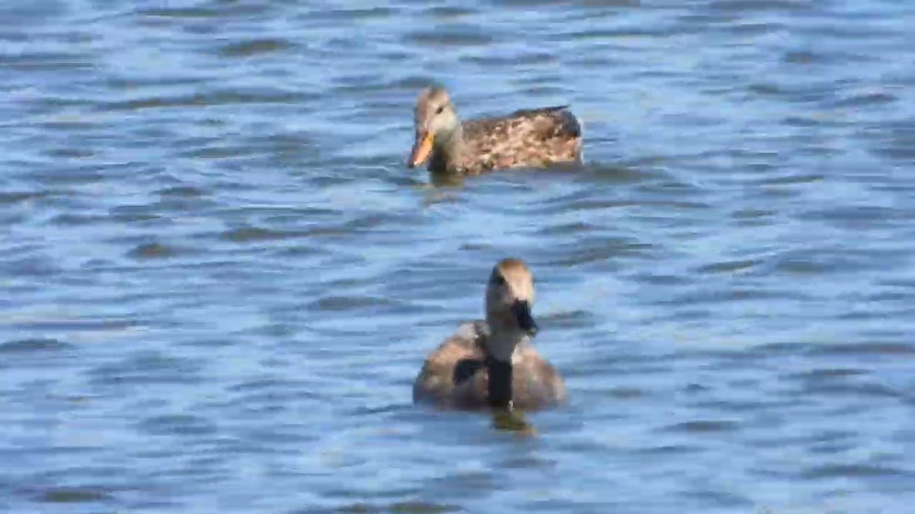 San Joaquin Marsh and Wlidlife Sanctuary