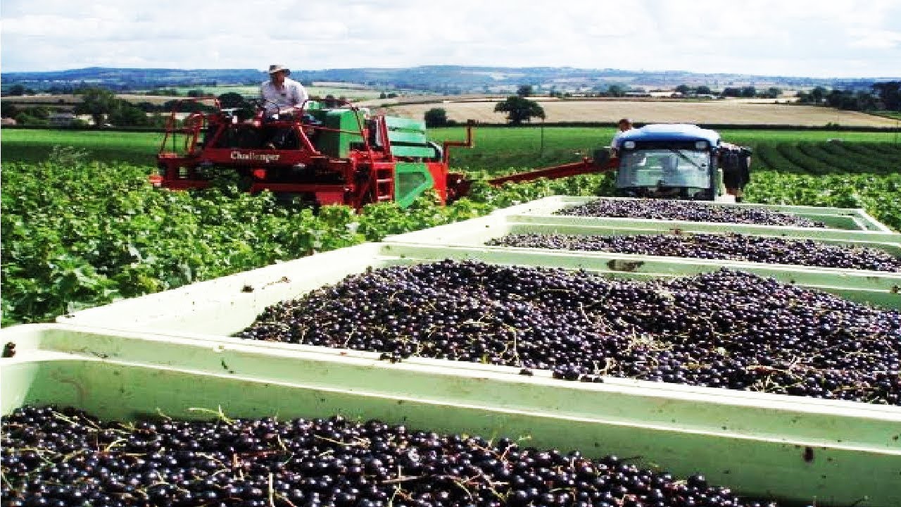 Awesome Black Fruit Cultivation - Blackcurrant Farming and Harvest - Blackcurrant processing