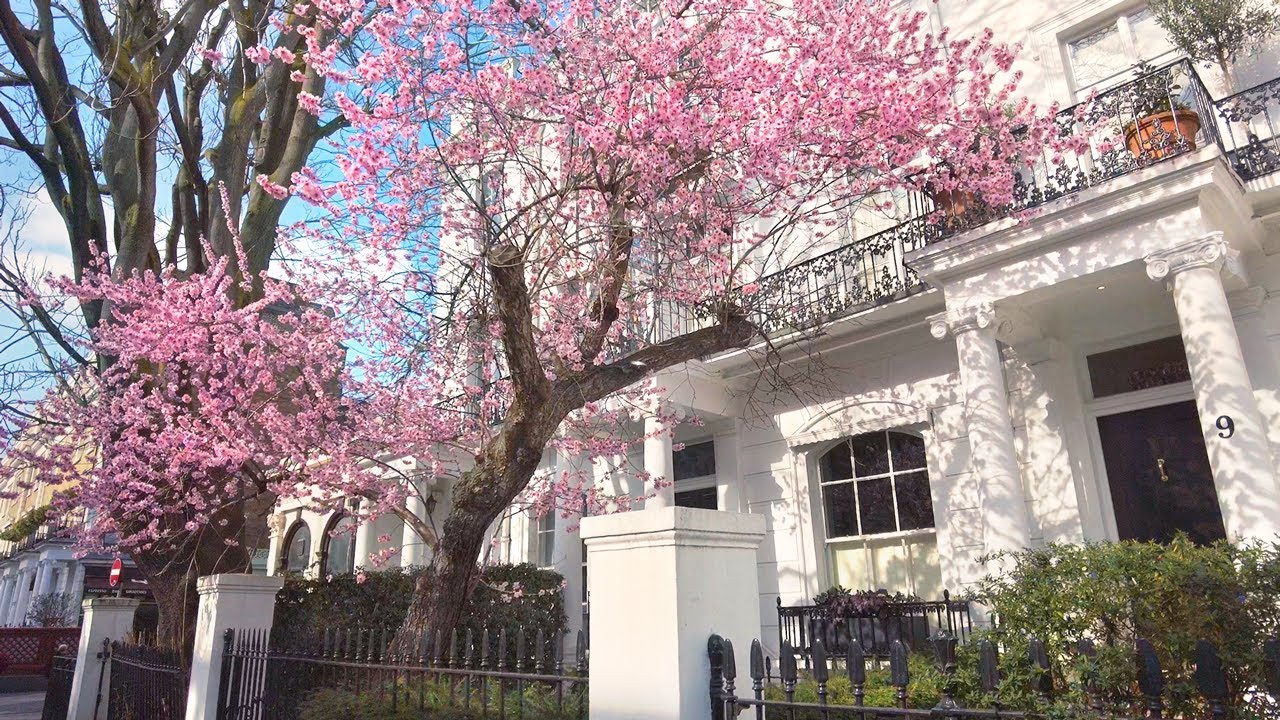 Walking London’s South Kensington & Chelsea 🌸 Cherry Blossom, Mews & Side Streets | 4K | Feb 2021