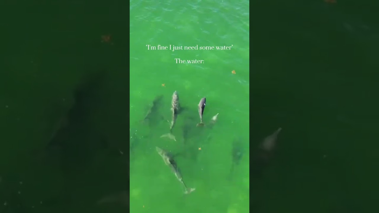 Huge pod of dolphins in the Florida keys! #fulltimefamilies #familytime